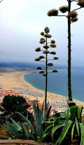 Alojamento Madeira